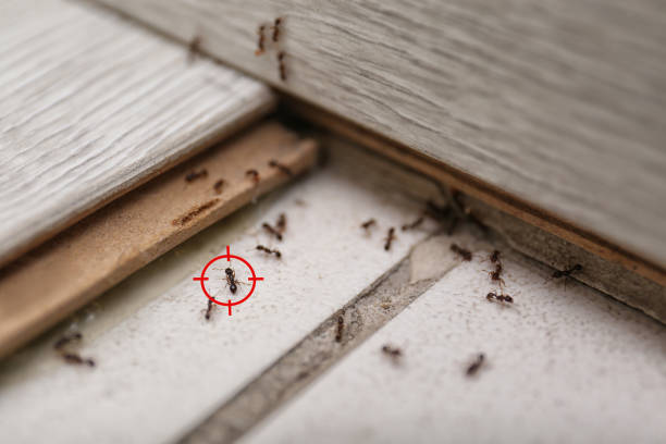Best Emergency Pest Control  in Basehor, KS